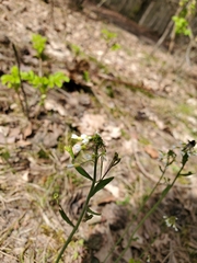 Arabidopsis thaliana