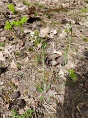 Arabidopsis thaliana