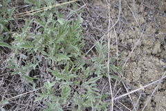 Psephellus carbonatus