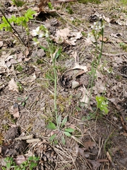 Arabidopsis thaliana