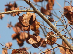 Terminalia elliptica
