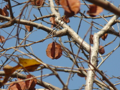 Terminalia elliptica