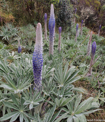 Lupinus luisanae ocetensis