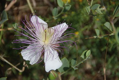 Capparis sicula
