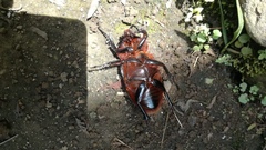 Coleoptera