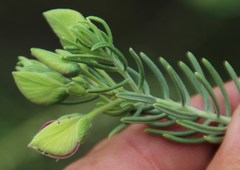 Polygala lasiosepala