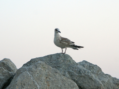 Larus michahellis