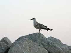 Larus michahellis