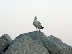 Larus michahellis