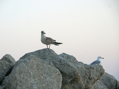 Larus michahellis