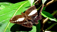 Dasyophthalma creusa