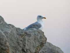 Larus michahellis