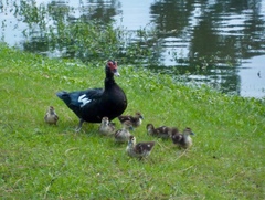 Cairina moschata domestica