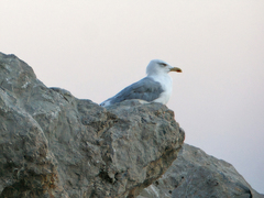 Larus michahellis