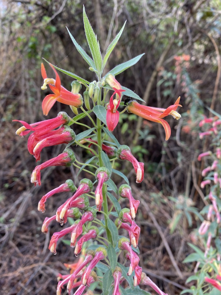 Lobelia laxiflora, 4a Avenida Sur, Antigua Guatemala, Sacatepéquez, GT