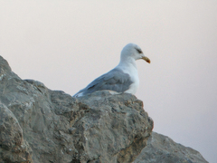 Larus michahellis