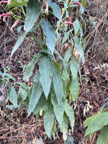 Lobelia laxiflora