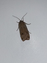 Noctua pronuba