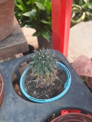 Mammillaria polythele