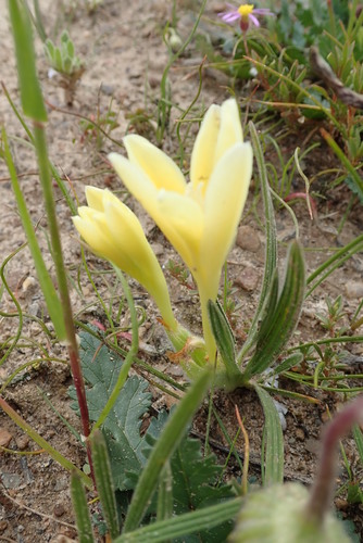 Image of Babiana vanzijliae by no rights reserved