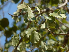 Dalbergia latifolia