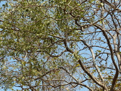 Dalbergia latifolia