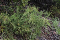 Polygala lasiosepala