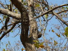 Dalbergia latifolia