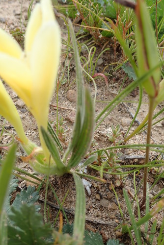 Image of Babiana vanzijliae by no rights reserved