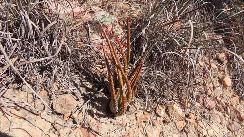 Haworthia longiana Poelln. 3