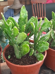 Brasiliopuntia