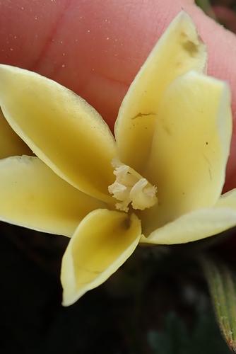 Image of Babiana vanzijliae by no rights reserved