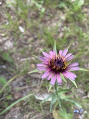 Angiospermae