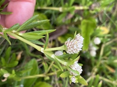 Blutaparon vermiculare