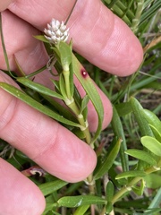 Blutaparon vermiculare
