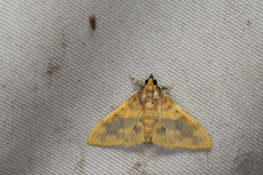 Pachynoa thoosalis