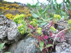 Euphorbia portlandica