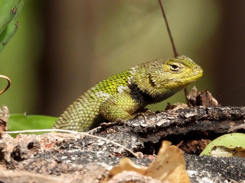 Bocourt’s Emerald Lizard, Sceloporus smaragdinus