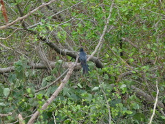 Dicrurus macrocercus