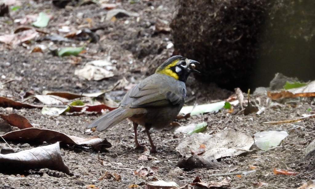 Gray-crowned Ground-Sparrow (Melozone occipitalis) photo