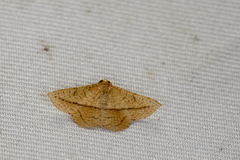 Striglina