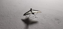 Lepidoptera