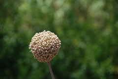 Allium