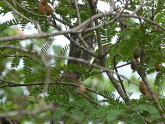 Orthotomus