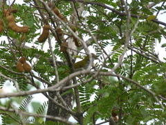 Orthotomus