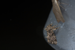 Callopistria rivularis