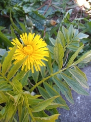 Cichorieae