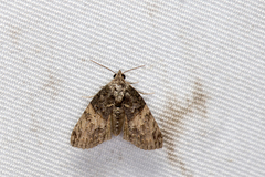 Lophoptera phaeobasis