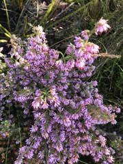 Erica ericoides