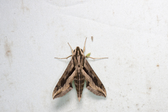 Hippotion velox